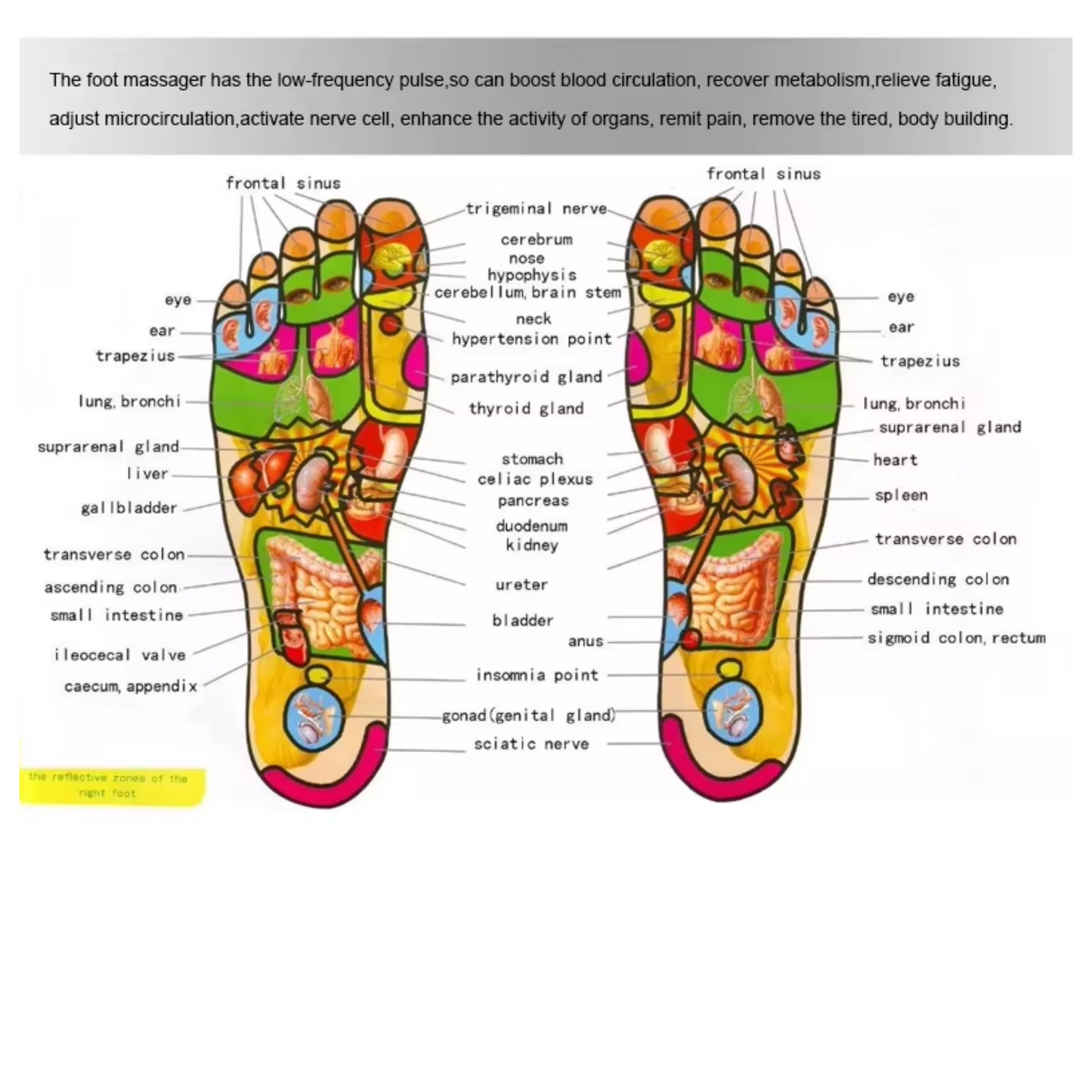 ZenRelief Foot & Leg Massager | Heated Shiatsu Therapy for Total Relaxation